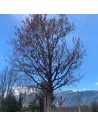 Corylus avellana - Noisetier