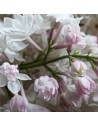 Syringa vulgaris 'Belle de Moscou' - Lilas