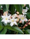 Clematis hybride. ‘Armandii’ - Clematite