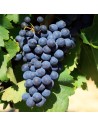 Vitis vinifera 'Merlot’'- Vigne