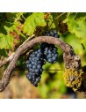 Vitis vinifera ‘Syrah’'- Vigne