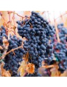 Vitis vinifera ‘Gamay’'- Vigne