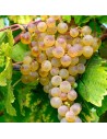 Vitis vinifera ‘Chasselas’'- Vigne