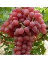 Vitis vinifera ‘Fiammetta’'- Vigne