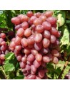 Vitis vinifera ‘Supernova’'- Vigne