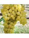 Vitis vinifera ‘Sultanina’'- Vigne