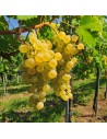 Vitis vinifera ‘Amigne’'- Vigne