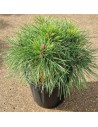 Pinus nigra brepo