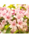 Weigela florida 'Rosea' - Weigelia