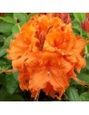 Azalée mollis orange - Azalée à feuilles caduques
