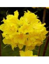 Azalée mollis jaune - Azalée à feuilles caduques