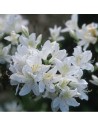 Azalée mollis blanche - Azalée à feuilles caduques