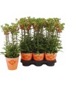 Kalanchoe "Lucky bell"