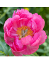 Paeonia lactiflora 'Paula Fay'