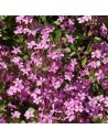 Saponaria ocymoides - Saponaire rose de Montpellier