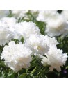 Paeonia lactiflora 'Charles White'