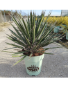 Yucca filamentosa - Yucca à filaments