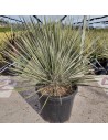 Yucca Elata
