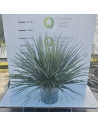 Yucca rostrata invitro