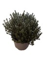 Thymus vulgaris Faustinii - Thym festinoi