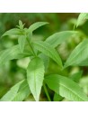 Lippia citrodora - Verveine citronnelle