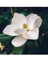 Magnolia grandiflora "Little Gem" - Magnolia à grandes fleurs