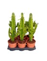 Euphorbia erytrea - Euphorbe