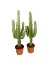Euphorbia erytrea - Euphorbe