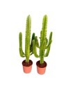 Euphorbia erytrea - Euphorbe