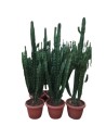 Euphorbia erytrea - Euphorbe