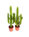Euphorbia erytrea - Euphorbe