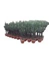 Euphorbia erytrea - Euphorbe candélabre - Cactus