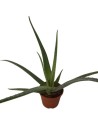 Aloe vera - Aloès des Barbades