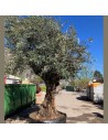 Olea europaea - Olivier N° 30