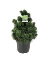 Pinus heldreichii 'Compact Gem' - Pin de Bosnie