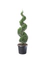 Cupressocyparis x leylandii 'Spirale’