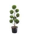 Cupressocyparis x leylandii 'Pompon'
