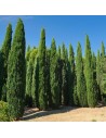 Cupressus sempervirens ‘pyramidalis’