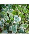 Hedera helix  ‘variegata’