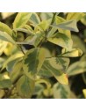 Ligustrum japonicum 'Excelsum Superbum' - troène du Japon panaché
