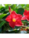 Dipladenia Sundaville Classic Tropical Coast - Dipladenia Mandevilla