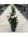 Dipladenia Mandevilla 'Fusion Tricolor Bloom'