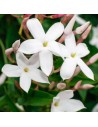 Jasminum polyanthum 'Pyramide'