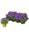 Campanula carpatica - Campanule des Carpates