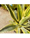 Agave americana variegata