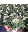 Argyranthemum frutescens Virginia - La marguerite blanche