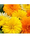 Calendula officinalis - Souci officinal