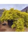 Acer palmatum dissectum 'Viridis' - Erable du Japon