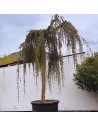 Cedrus atlantica 'Glauca Pendula' - Cèdre bleu de l'Atlas pleureur