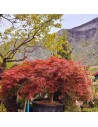 Acer palmatum dissectum 'Garnet' - Erable du Japon